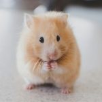 Cách chọn Hamster cơ bản