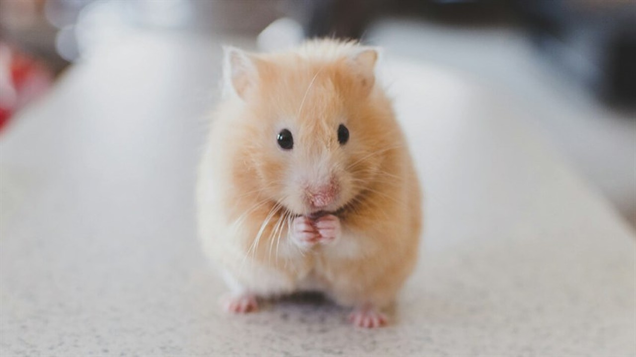 Cách chọn Hamster cơ bản
