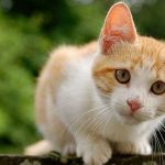 Đọc vị 4 cảm xúc của mèo