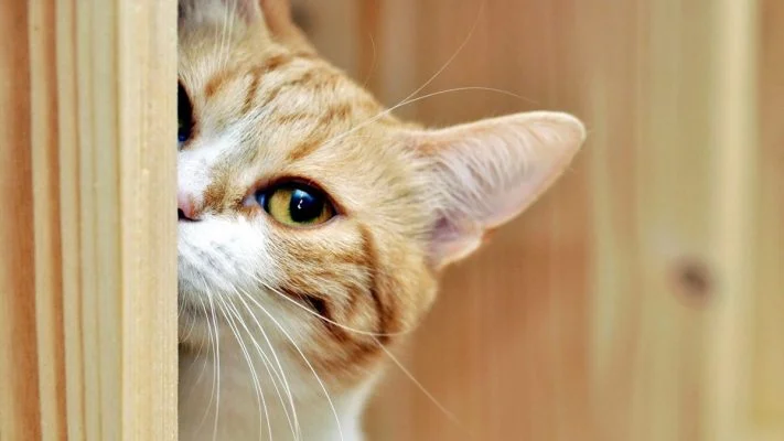 lindo gato curioso 9945 1200x675 711x400 4