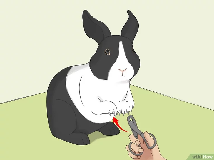 Tiêu đề ảnh Bathe Your Pet Rabbit Step 4