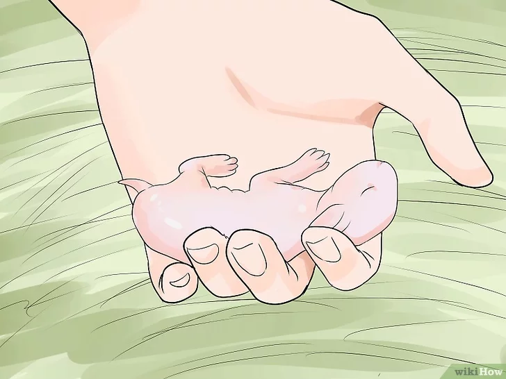 Tiêu đề ảnh Care for Newborn Rabbits Step 4
